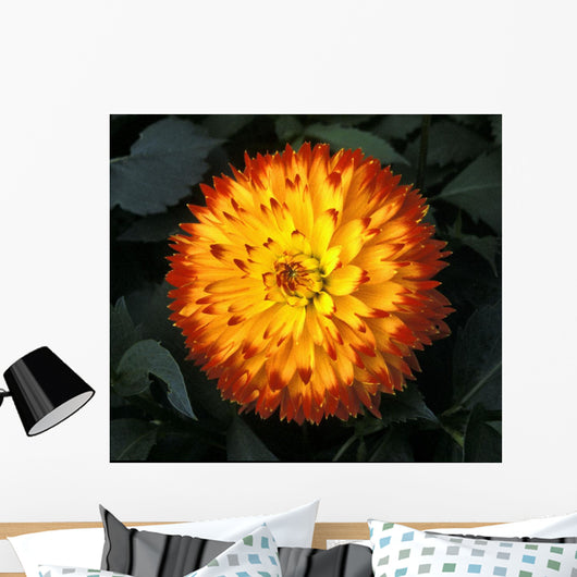 A Chrysanthemum Bloom Wall Mural