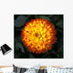 A Chrysanthemum Bloom Wall Mural