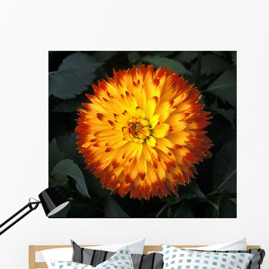 A Chrysanthemum Bloom Wall Mural