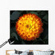 A Chrysanthemum Bloom Wall Mural