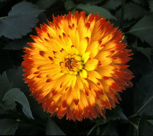 A Chrysanthemum Bloom Wall Mural