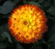 A Chrysanthemum Bloom Wall Mural