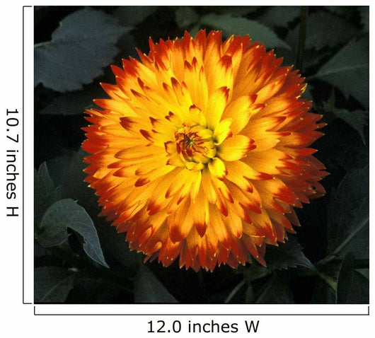 A Chrysanthemum Bloom Wall Mural