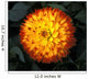 A Chrysanthemum Bloom Wall Mural