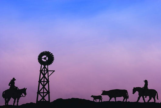 End Of The Day At Cattle Round Up Southern Alberta Canada Wall Mural