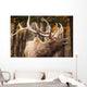 Elk In The Forest Wall Mural