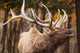 Elk In The Forest Wall Mural