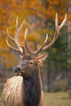 Large Elk In Jasper National Park Alberta Canada Wall Mural
