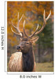 Large Elk In Jasper National Park Alberta Canada Wall Mural