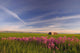 Rural Landscape, Alberta, Canada Wall Mural