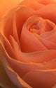 Close Up Of A Rose Bud Wall Mural