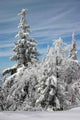 Winter Trees Snow Wall Decal Design 2