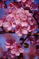 A Close-Up Of Small, Pink Flowers Wall Mural