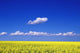 A Field Of Canola Plants Wall Mural