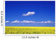 A Field Of Canola Plants Wall Mural