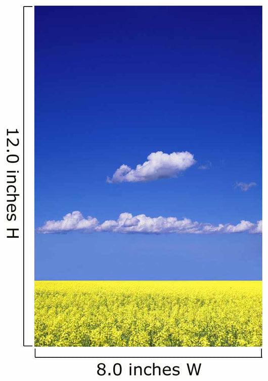 Canola Field Wall Mural