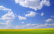 Scenic View Of Meadow And Canola Crop Wall Mural