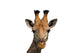 Giraffe Isolated Wall Decal