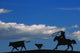 Silhouette Of A Rancher Roping Cattle Wall Mural