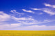 A Canola Field Wall Mural