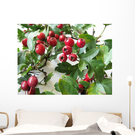 Crataegus Hawthorn, Crataegus monogyna Wall Mural