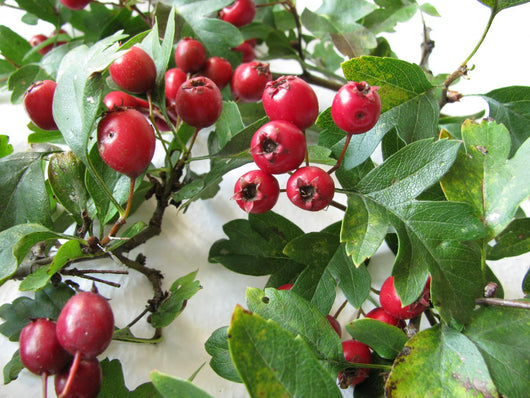 Crataegus Hawthorn, Crataegus monogyna Wall Mural