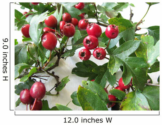 Crataegus Hawthorn, Crataegus monogyna Wall Mural