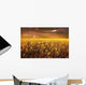 A Field Of Canola With A Rainbow Wall Mural