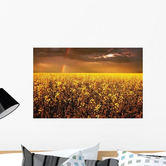 A Field Of Canola With A Rainbow Wall Mural