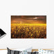 A Field Of Canola With A Rainbow Wall Mural