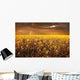 A Field Of Canola With A Rainbow Wall Mural