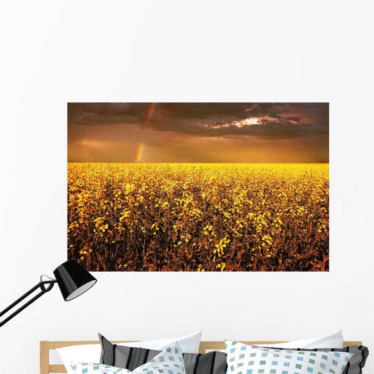 A Field Of Canola With A Rainbow Wall Mural