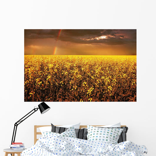 A Field Of Canola With A Rainbow Wall Mural