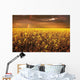 A Field Of Canola With A Rainbow Wall Mural