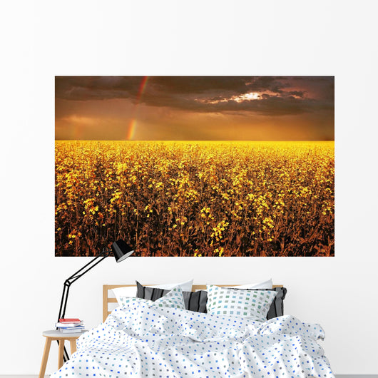 A Field Of Canola With A Rainbow Wall Mural
