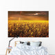 A Field Of Canola With A Rainbow Wall Mural