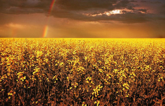 A Field Of Canola With A Rainbow Wall Mural