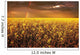 A Field Of Canola With A Rainbow Wall Mural