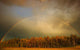 A Rainbow Over A Wooded Area Wall Mural