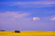 A Canola Field Wall Mural