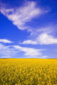 A Canola Field Wall Mural