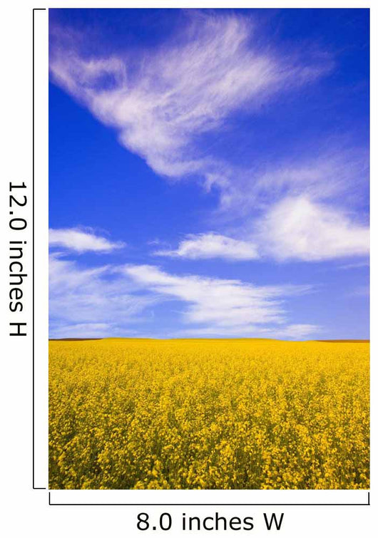 A Canola Field Wall Mural