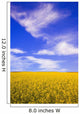 A Canola Field Wall Mural