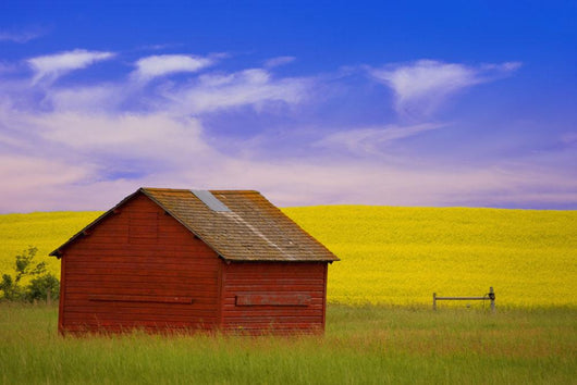 A Red Farm Building Against A Canola Field Wall Mural