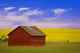 A Red Farm Building Against A Canola Field Wall Mural