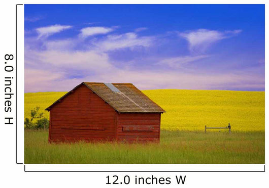 A Red Farm Building Against A Canola Field Wall Mural