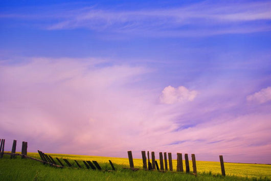 An Old Fence Against A Canola Field Wall Mural