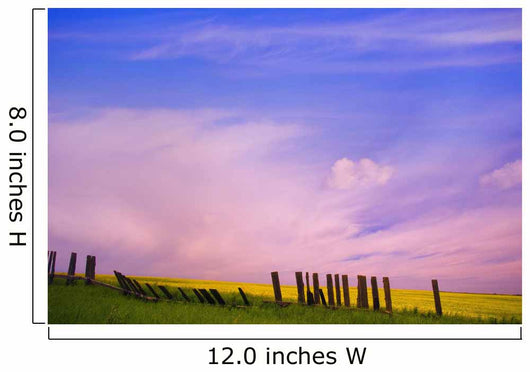 An Old Fence Against A Canola Field Wall Mural
