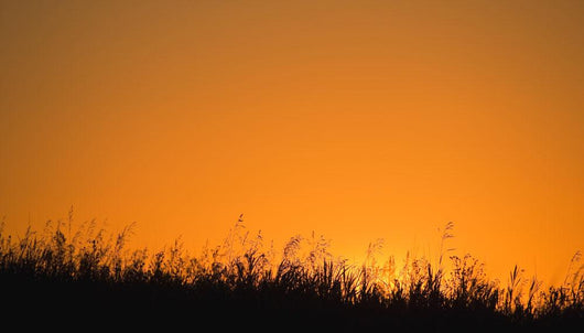 A Grassy Field With The Sun Setting Behind It Wall Mural