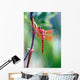 red dragonfly Wall Mural